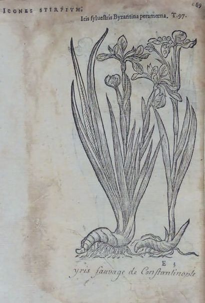 [LOBEL (Matthias de) Plantarum seu stirpium icones. Anvers, Christophe Plantin, 1581]....