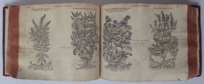 [LOBEL (Matthias de) Plantarum seu stirpium icones. Anvers, Christophe Plantin, 1581]....
