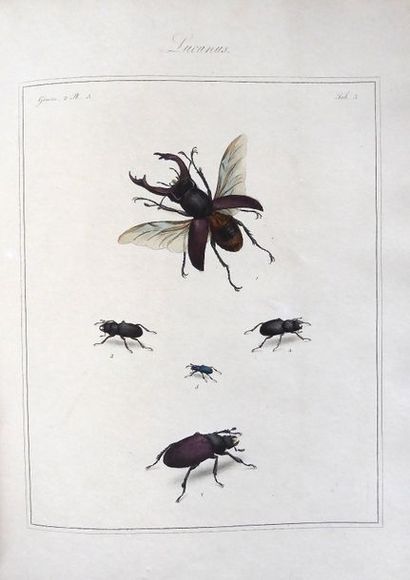 MARTYN (Thomas) English Entomologist, a book in which all the beetle insects found...