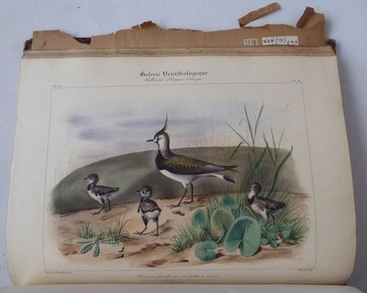 [ORBIGNY (Charles d') Ornithological gallery or European Bird Collection. Paris,...