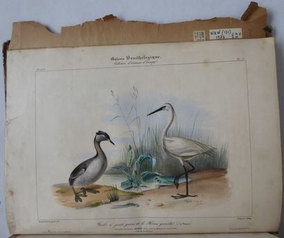[ORBIGNY (Charles d') Galerie ornithologique ou Collection d'oiseaux d'Europe. Paris,...