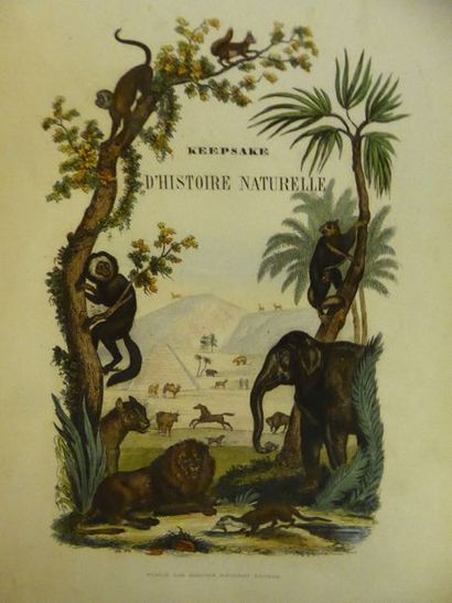 ORBIGNY (Charles d') Keepsake d'histoire naturelle, description des mammifères. Paris,...