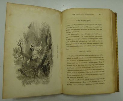 ORBIGNY (Charles d') Natural history keepsake, description of mammals. Paris, Bazouge-Pigoreau,...