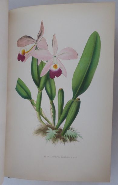 PUYDT Les Orchidées. Paris, Rothschild, 1880. In-8, demi-chagrin rouge, dos à nerfs...