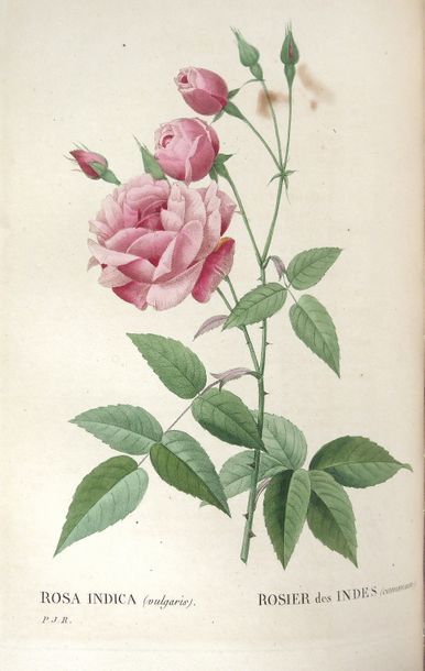 REDOUTE Les Roses peintes par Redouté. Paris, Dufart, 1835. 3 vol. in-8, chagrin...