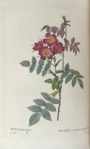 REDOUTE The Roses Painted by Dread. Paris, Dufart, 1835. 3 vols. in-8, red chagrin,...