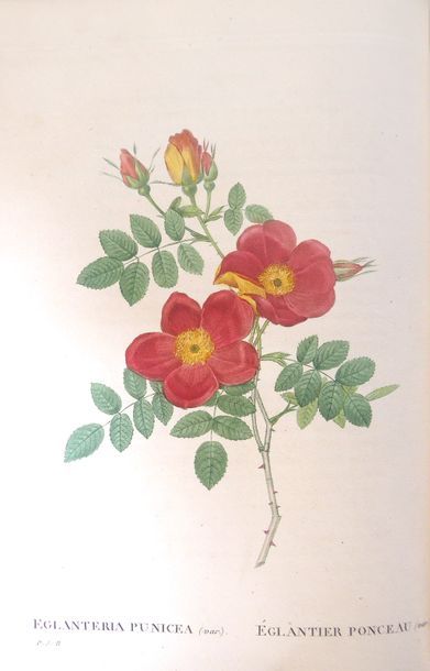 REDOUTE Les Roses peintes par Redouté. Paris, Dufart, 1835. 3 vol. in-8, chagrin...