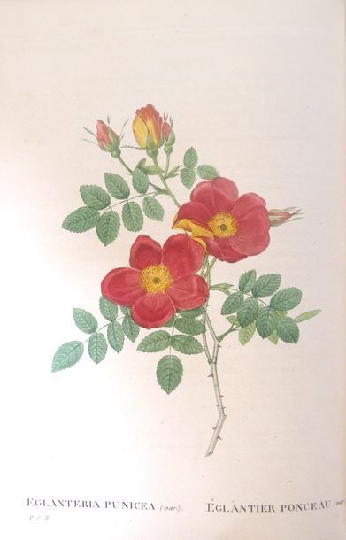 REDOUTE The Roses Painted by Dread. Paris, Dufart, 1835. 3 vols. in-8, red chagrin,...