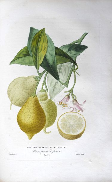 RISSO (Antoine) et Pierre-Antoine POITEAU Natural history of the orange trees. Paris,...