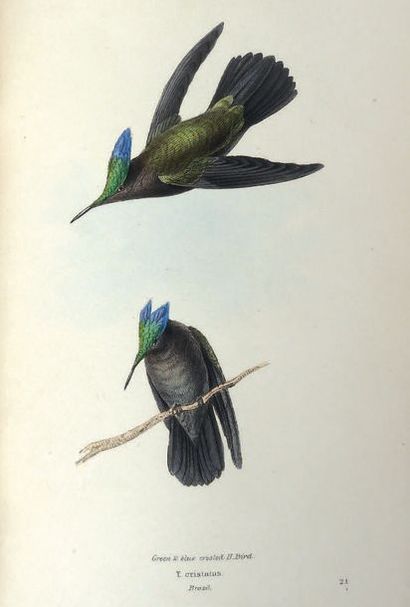 SWAINSON (William) A selection of the birds of Brazil and Mexico. London, Bohn, 1841....