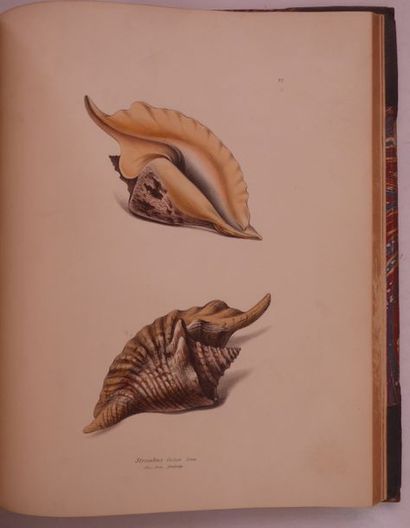 SWAINSON (William) Exotic Cochology. London, Bohn, 1841. In-4, green half morocco,...