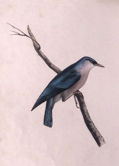 [SWAINSON (William) Zoological illustrations... (Ornithology). 1820-1823]. In-8,...