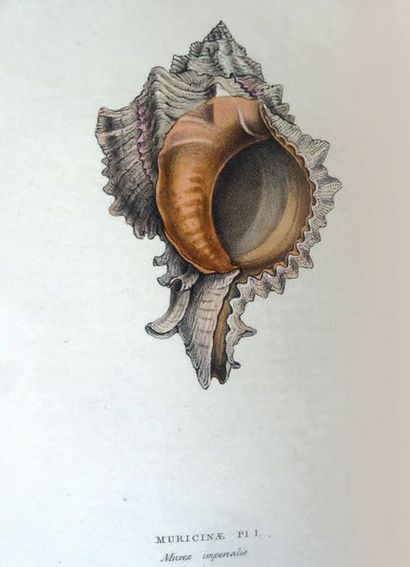 WOOD General conchology or A description of shells. London, Booth, 1815. In-8, demi-maroquin...