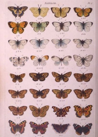 WOOD Index entomologicus, or a complete illustrated catalogue... of the lepidopterous...