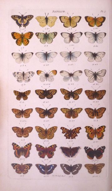 WOOD Index entomologicus, or a complete illustrated catalogue... of the lepidopterous...
