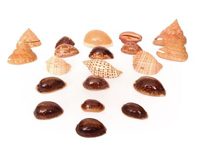 null Superb composition emblematic of the collections of marine shells showing families...