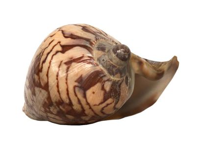  Beautiful collection of shells, representative of the following families: mitridae,...