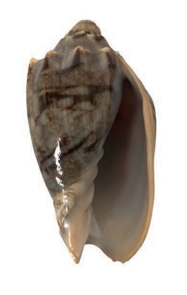 null Nice selection of shells, some of them of large sizes, and of the following...