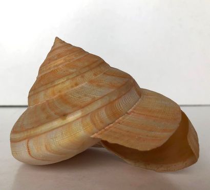  Beautiful selection of sea shells including beautiful porcelain, harps, marginals,...