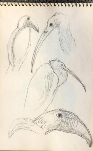 Henri SAMOUILOV (1930-2014) Study of animals
Set of twelve sketchbooks, graphite