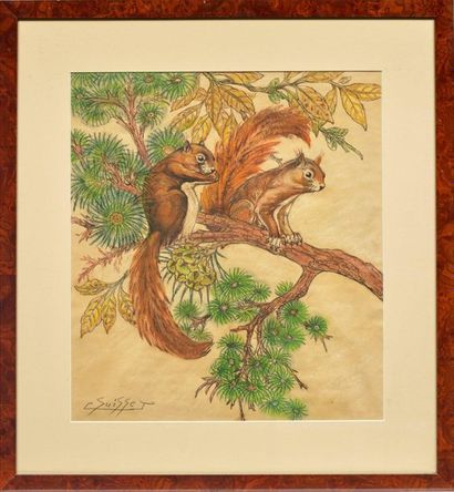GASTON SUISSE (1896-1988) 
Ecureuils roux branchés
Pastel à l'huile
Signé en bas...