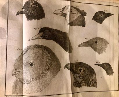 BRISSON. Ornithologie ou Méthode contenant la division des oiseaux en ordres, sections,...