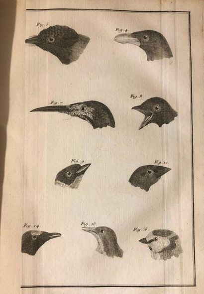 BRISSON. Ornithologie ou Méthode contenant la division des oiseaux en ordres, sections,...