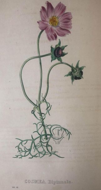 (GEEL. Pierre Corneille Van). Flore de l'amateur - Choix des plantes les plus remarquables...
