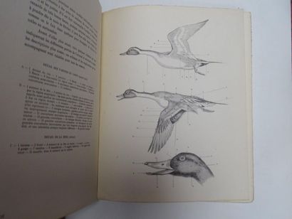 null « Canards sauvages et autre palmipèdes », J. Oberthur ; Ed. Durel éditeur, 1948,...