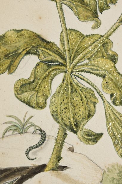 GIO ANTONIO BOTTIONE 
Chrysanthèmes (Crisantheum cristallinum), serpent, papillon...