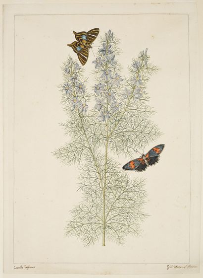 GIO ANTONIO BOTTIONE Dauphinelles des champs (Consolida Delfinium) et papillons
Aquarelle...