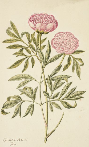 GIO ANTONIO BOTTIONE Peonies (Paeonia)
Watercolour on pencil lines signed in the...