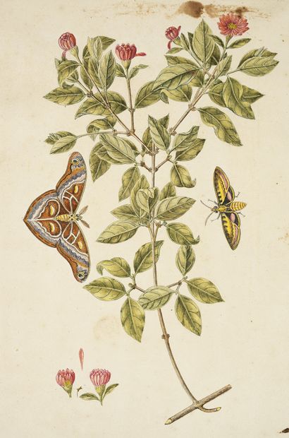GIO ANTONIO BOTTIONE Anemones (Calycanthus Florida) and butterflies
Watercolour on...