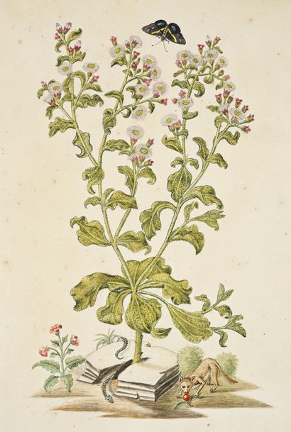 GIO ANTONIO BOTTIONE 
Chrysanthèmes (Crisantheum cristallinum), serpent, papillon...