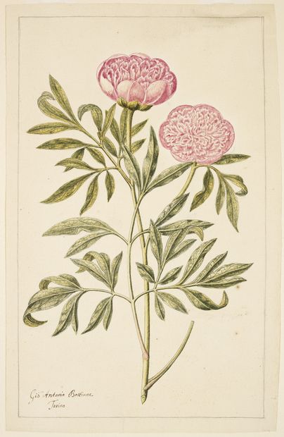 GIO ANTONIO BOTTIONE Peonies (Paeonia)
Watercolour on pencil lines signed in the...