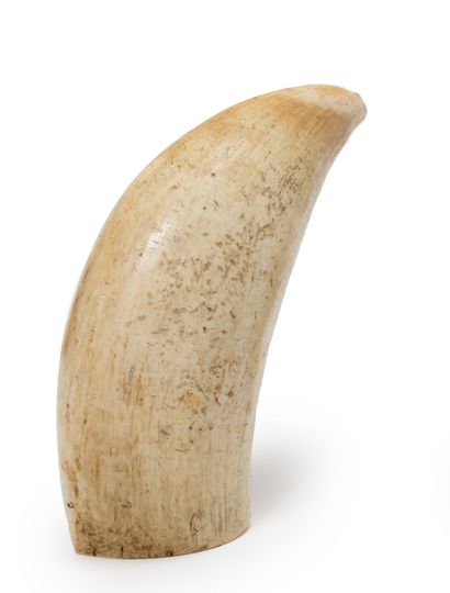 EUROPE, XIXème siècle Sperm whale tooth
H: 15 cm
