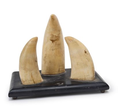 null * Ensemble de trois dents de cachalots montées sur planchette
France, XIXème...