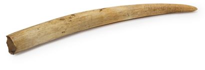 null * Walrus tusk
L : 32 cm