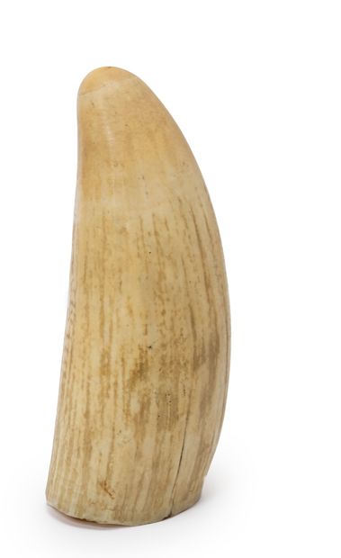 EUROPE, XIXème siècle Sperm whale tooth
H: 17 cm