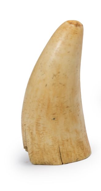 EUROPE, XIXème siècle Sperm whale tooth
L : 14 cm
(accident at the base)