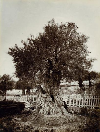Félix BONFILS (1831-1885) Olivier du jardin de Gethsémani, Jérusalem, c. 1880 Tirage...