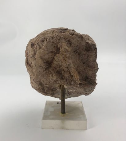 null Fossile monté sur socle H. 14 cm environ