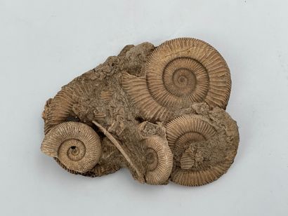 Groupe de cinq ammonites  L. 10 cm
