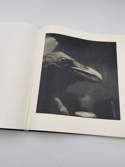 null 1 Volume : "BIRDS", Jim Dine, Ed. Steidl, 2001, Livre Anglais