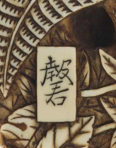 JAPON - XXe siècle * Netsuke en ivoire, sanglier baugé parmi les feuilles d'érables,...