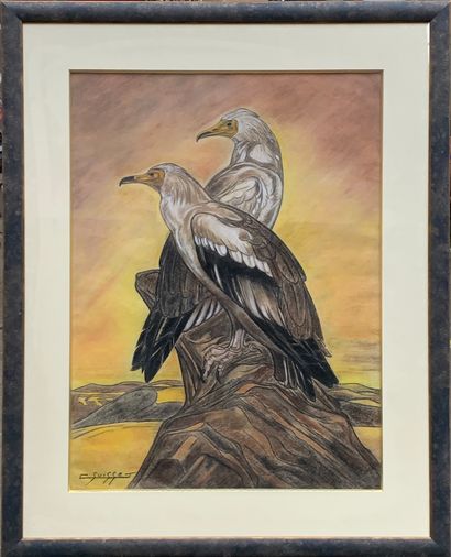 GASTON SUISSE (1896-1988) 
Couple de vautour percnoptères, vers 1930

Fusain et pastels...