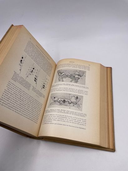 null 1 Volume : "TRAITÉ D'EMBRYOLOGIE DES VERTÉBRÉS", A. Brachet, A. Dalcq, P. Gérard,...