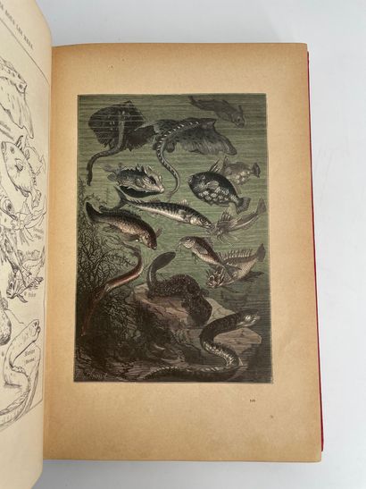 Jules Verne. Twenty thousand leagues under the sea.
Ill. by de Neuville and Riou,...