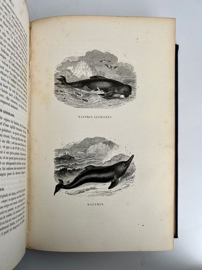 Blanchard, P. ; Chenu. # Le Buffon de la Jeunesse. Zoologie - Botanique - Minéralogie.
400...