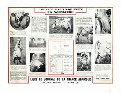 PHOTO: JACQUES CHOILLOT La Race Normande- La France Agricole 1952 - I. D. E. O. Paris...